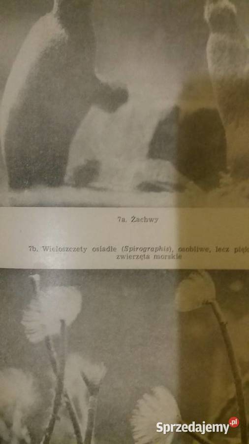 Drugi żywioł Carrington piękne książki dziecięce Warszawa sprzedam