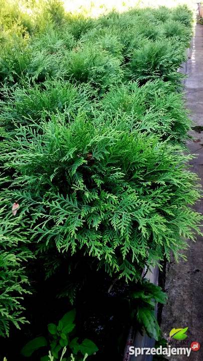 TUJA GLOBOSA przepiękna olbrzymia kula IGLAKI Rośliny Proszowice
