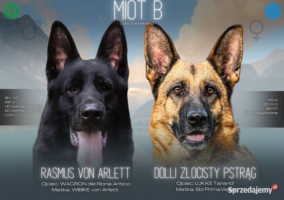 Owczarek Niemiecki Krótkowłosy Suczka FCI Częstochowa