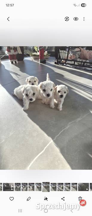 Szczeniaczki Bichon Frise wielkopolskie