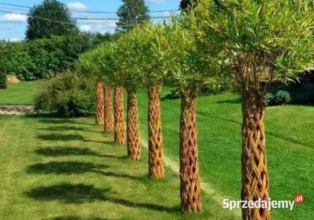 Wierzba pleciona SALIX Drzewko wiklinowe Żywe Gryfino sprzedam