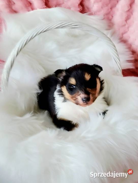 Owczarek Szkocki Collie