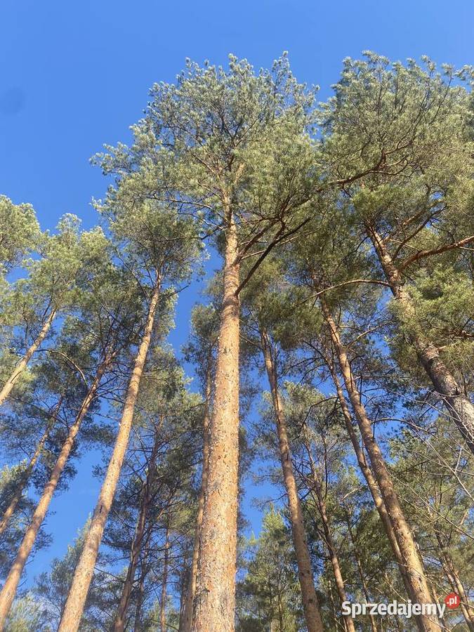 Sprzedam drzewo sosna Kuriany