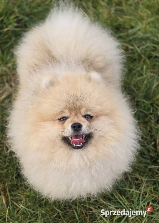 Pomeranian szpic miniaturowy zkwp FCI Piątkowisko