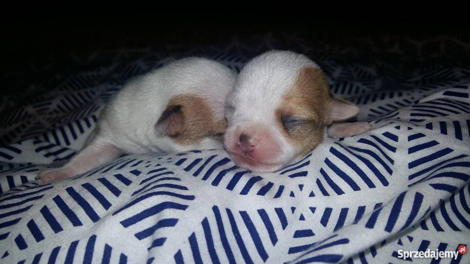Chihuahua mikro pieski chłopcy
