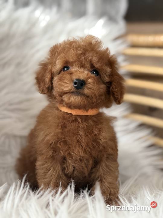 Pudel Toy szczeniaki małopolskie