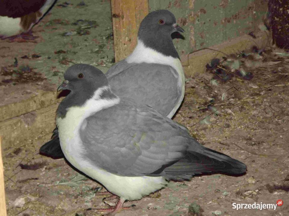 sprzedam gołebie Podborze