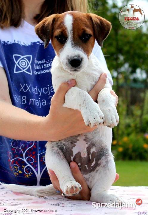 Szczenię Jack Russell Terrier Zima 2025 Ruda Śląska
