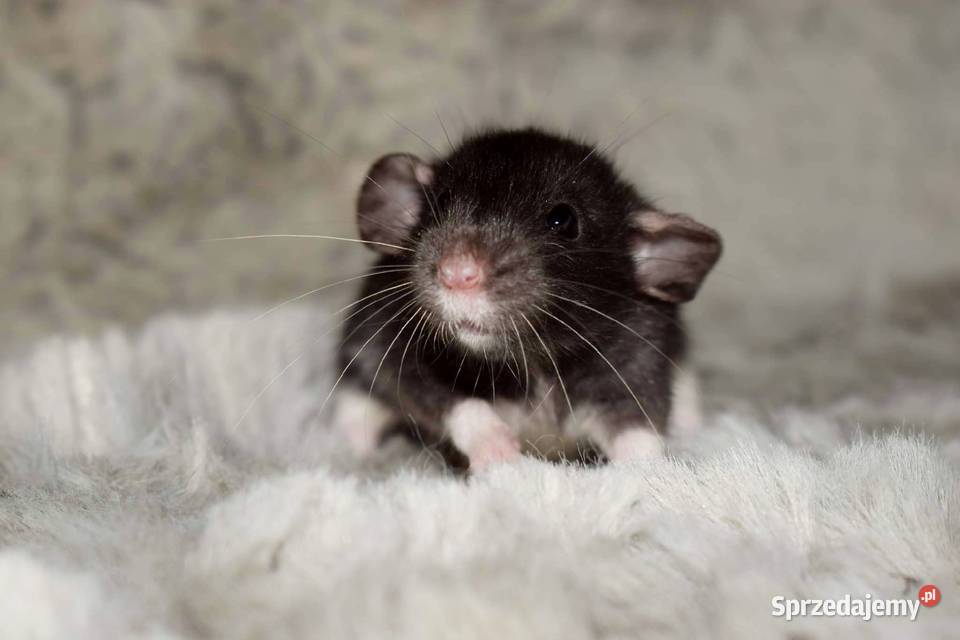 Szczury szczurki szczur dumbo dumbo rex Wrocław