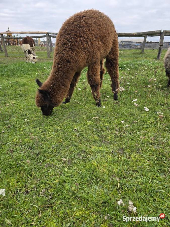 Alpaki Huacaya najwyższej jakości oswojone Poczesna