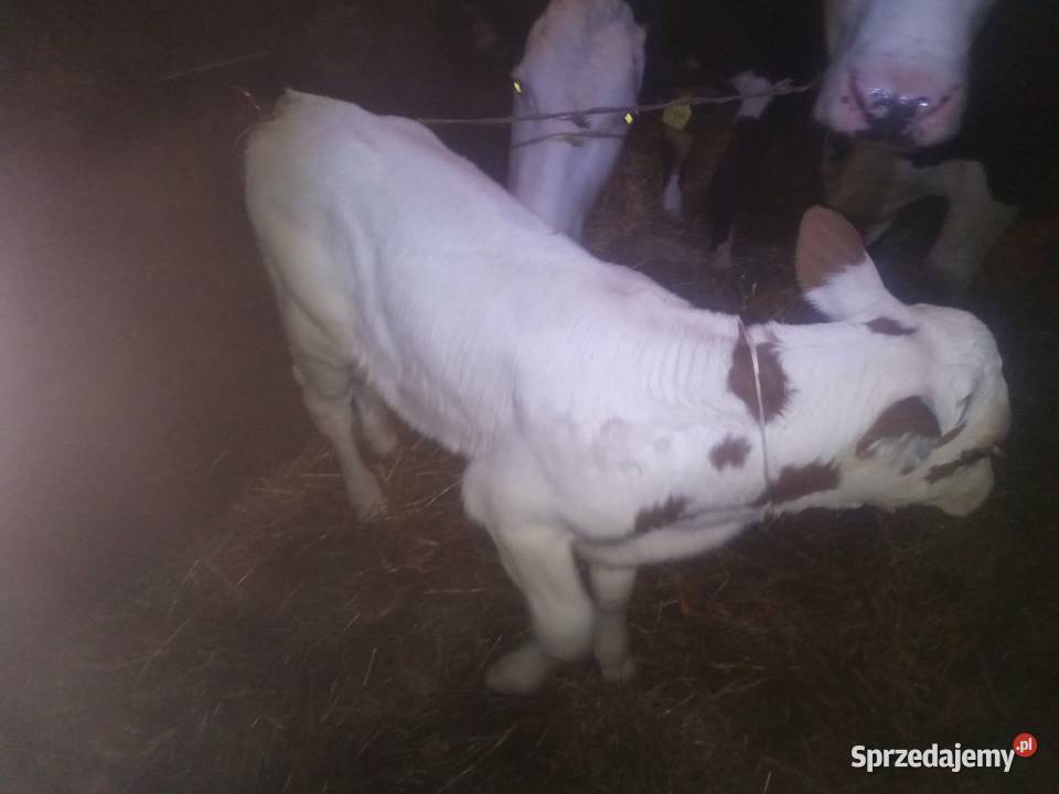 Cielaki z likwidacji gospodarstwa Słotwiny