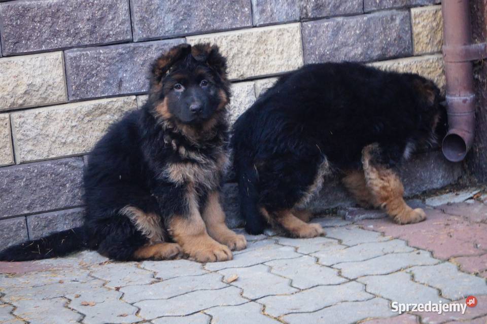 owczarek niemiecki szczeniak długowłosy z Radom sprzedam