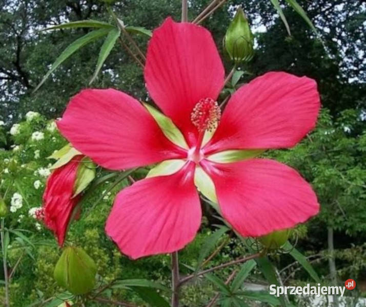 KETMIA BYLINOWA Coccineus KRWISTA sadzonki w kujawsko-pomorskie sprzedam