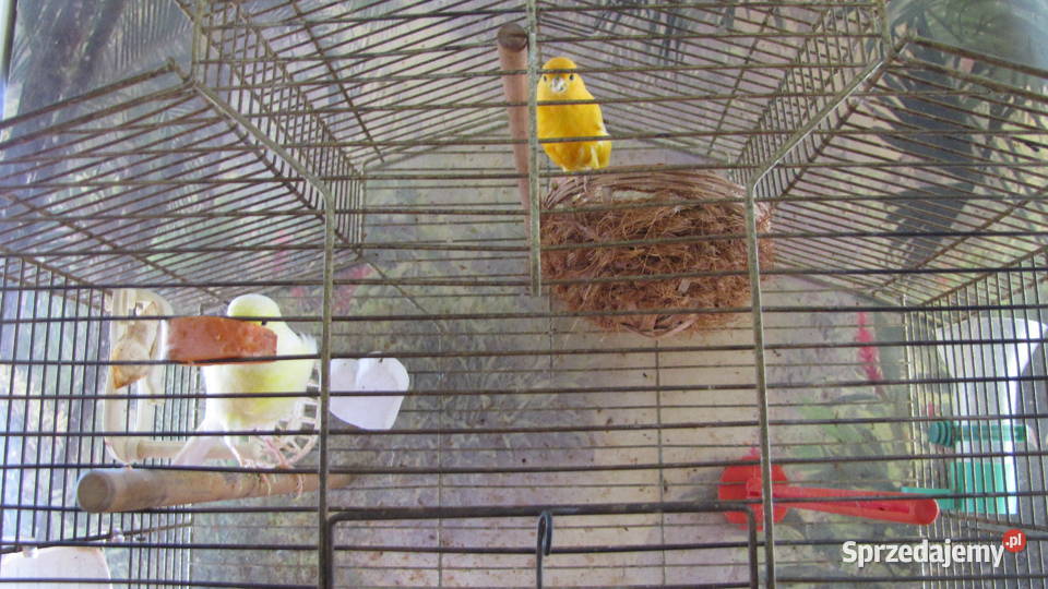 Kanarki na śpiewie kujawsko-pomorskie Toruń