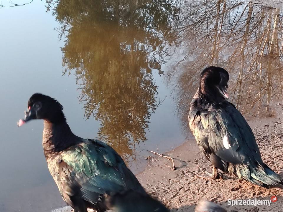 Sprzedam kaczora piżmowego w typKaczor piżmowy Rytel