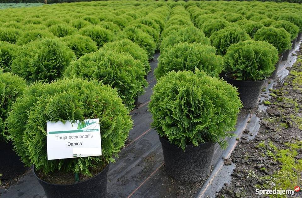 Thuja Danica 2030 kulka miniaturka PRODUCENT Rydzyny