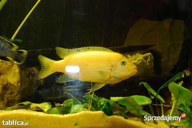 Pyszczaki Zebra RedRed Metriaclima Estherae małopolskie Morawica sprzedam