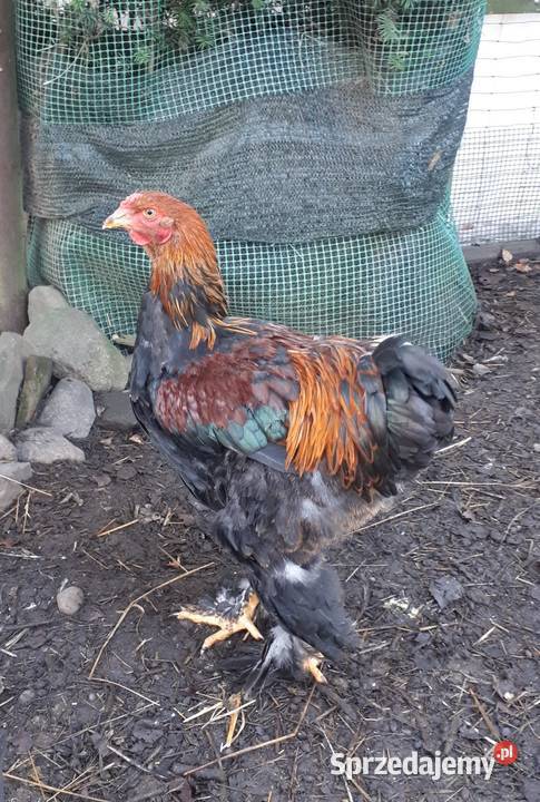 Koguty ozdobne brahma olbrzymia gronostajowa zachodniopomorskie Ostropole