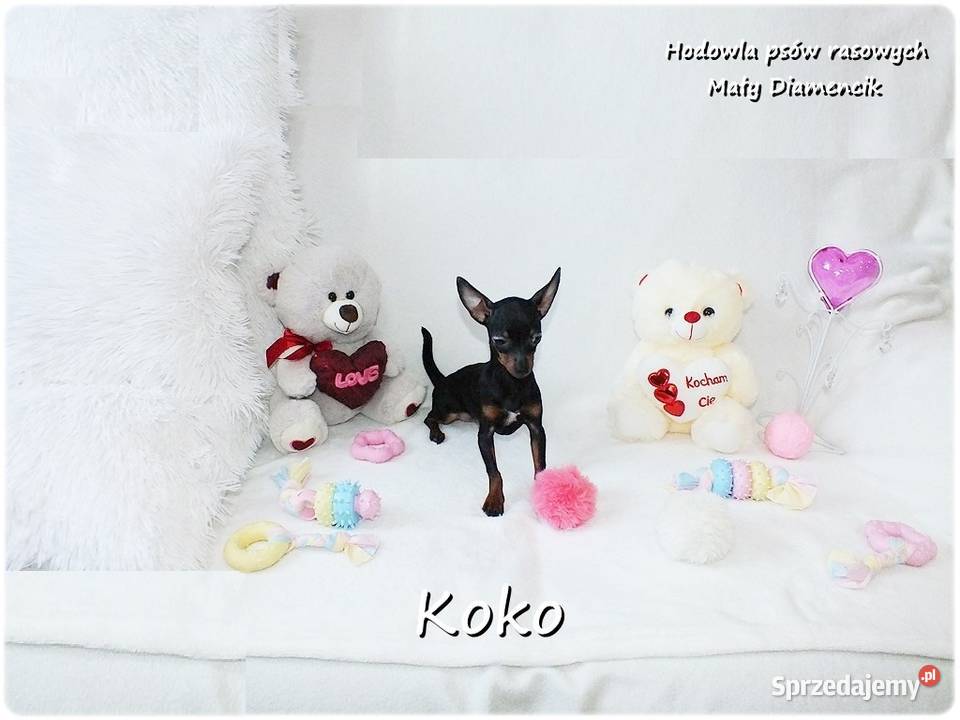 Ultra MINI Sunia KOKO Pinczer miniaturowy Żary sprzedam