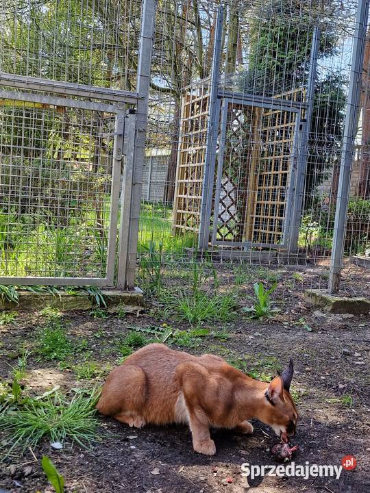 Karakal stepowy łąc Caracal caracal piękna Katowice