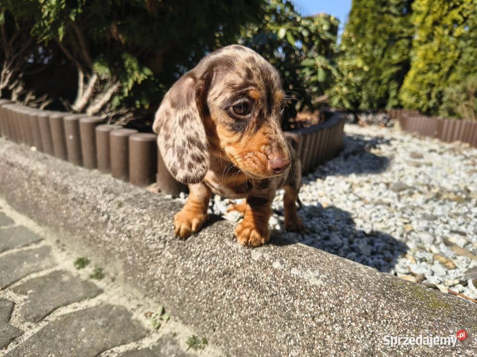 Jamnik długowłosy Choco merle czekoladowy Jamnik Żychlin