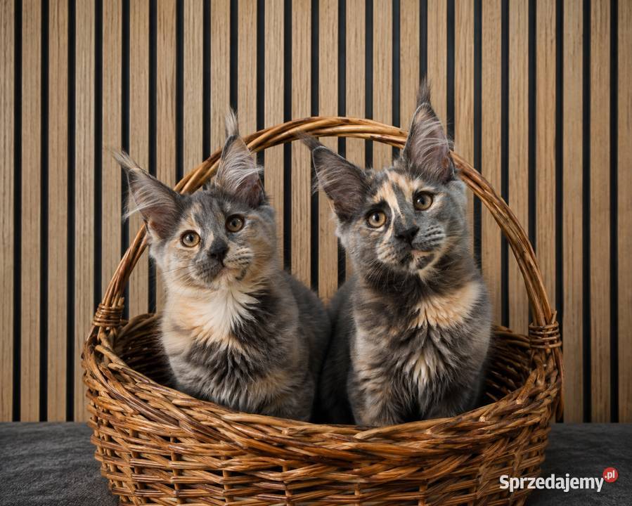 Rezerwacja Maine Coon Kcynia