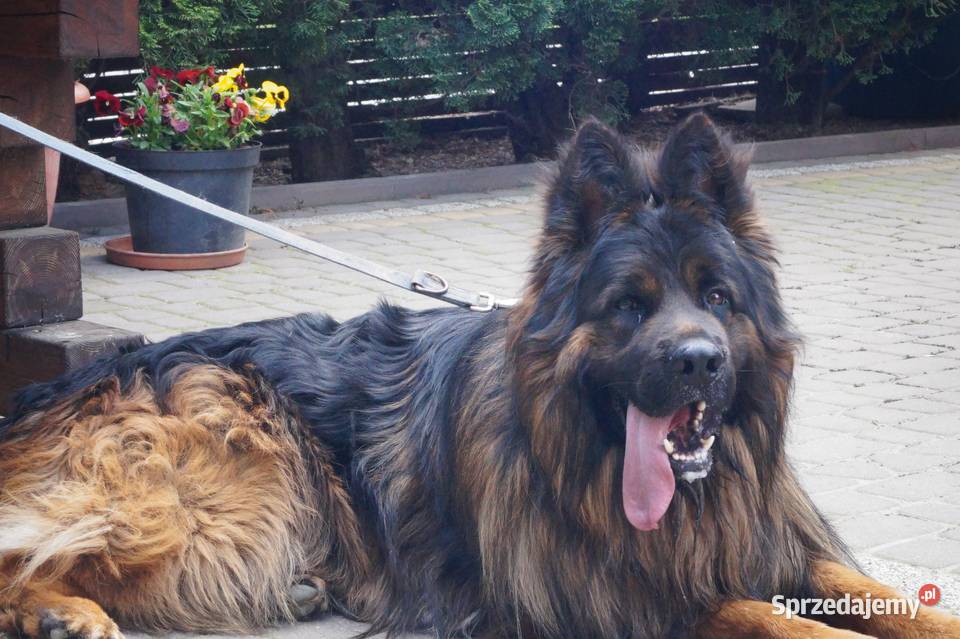 owczarek niemiecki Radom