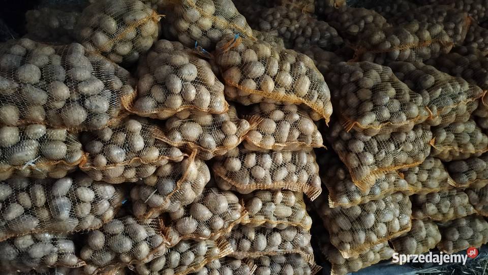 Sprzedam ziemniaki Soraya Działoszyce