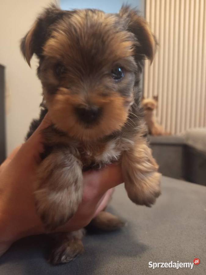 Urocze Yorkshire terrier Miniaturki Łódź