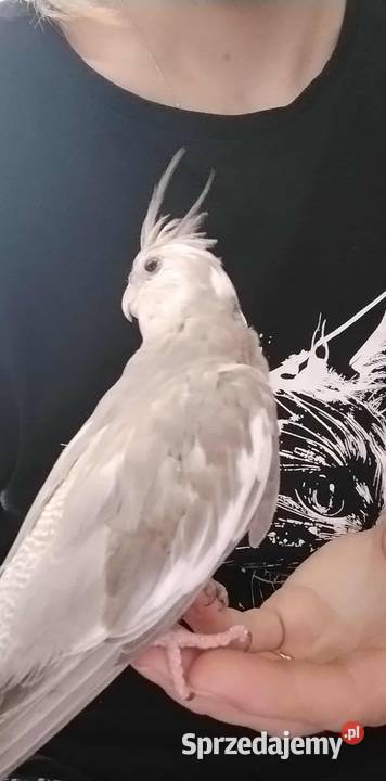 Nimfa oswojona samica Cieszyn