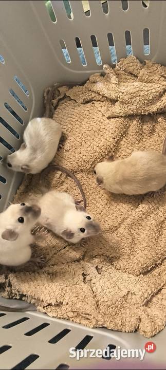 Dwa Szczury Dumbo Syjamskie Rasowe REX dolnośląskie Legnica
