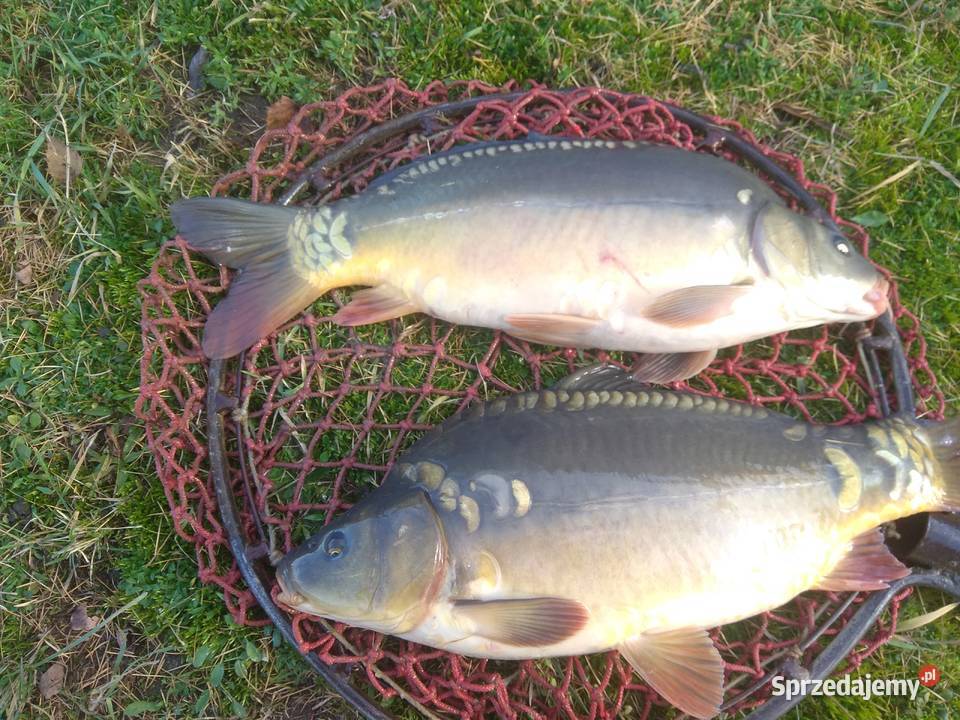 Karp żyw handlowy hurt detal Czechowice-Dziedzice