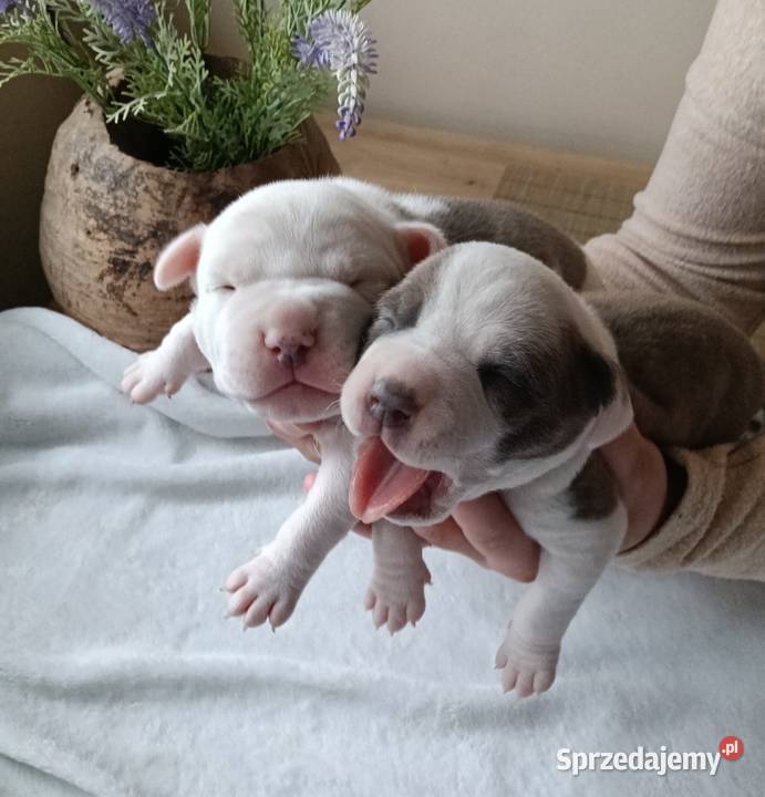 Piękne szczenięta American Staffordshire Terrier Kępno