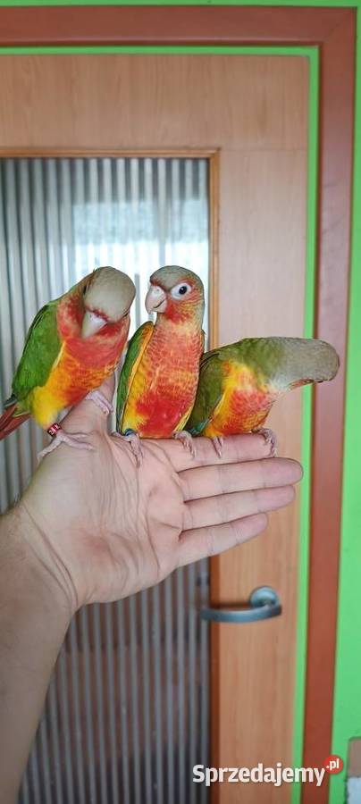 Ręcznie karmione rudosterki Tychy