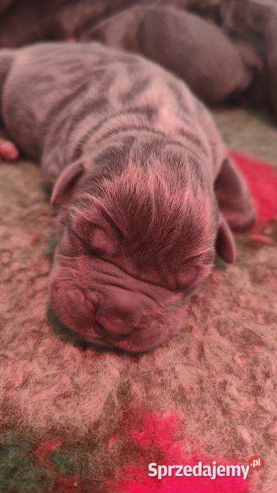 Cane Corso FCI Nowojewo