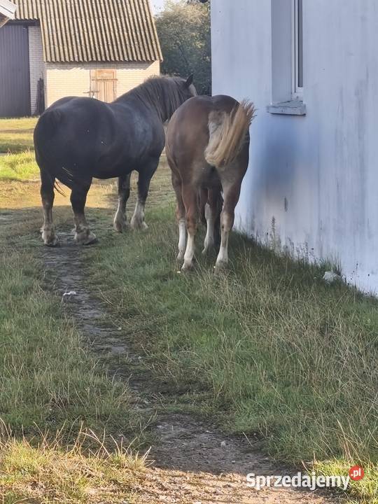 Źróbka kasztanka Kąkolewnica