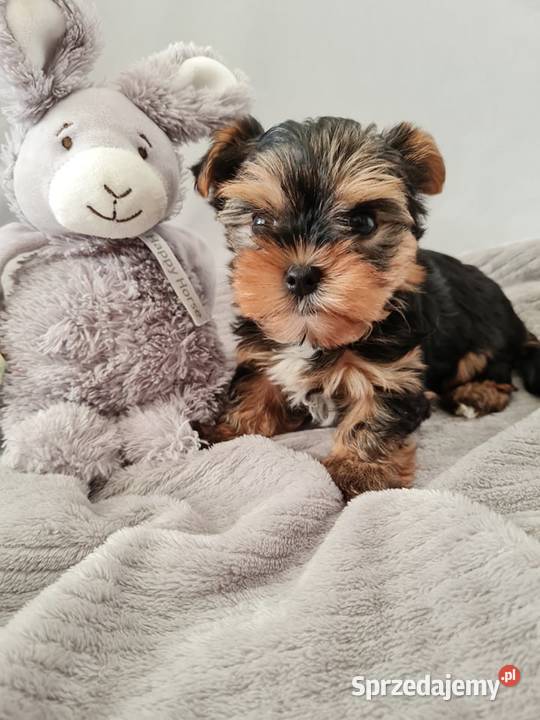 Mini Dziewczyna Yorkshire Terrier z Chipem York śląskie Częstochowa