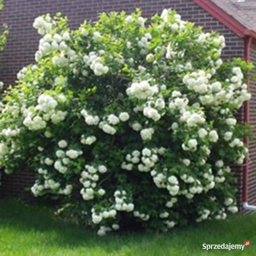 KALINA KANADYJSKA Viburnum lentago NASIONA 130 Lubanie