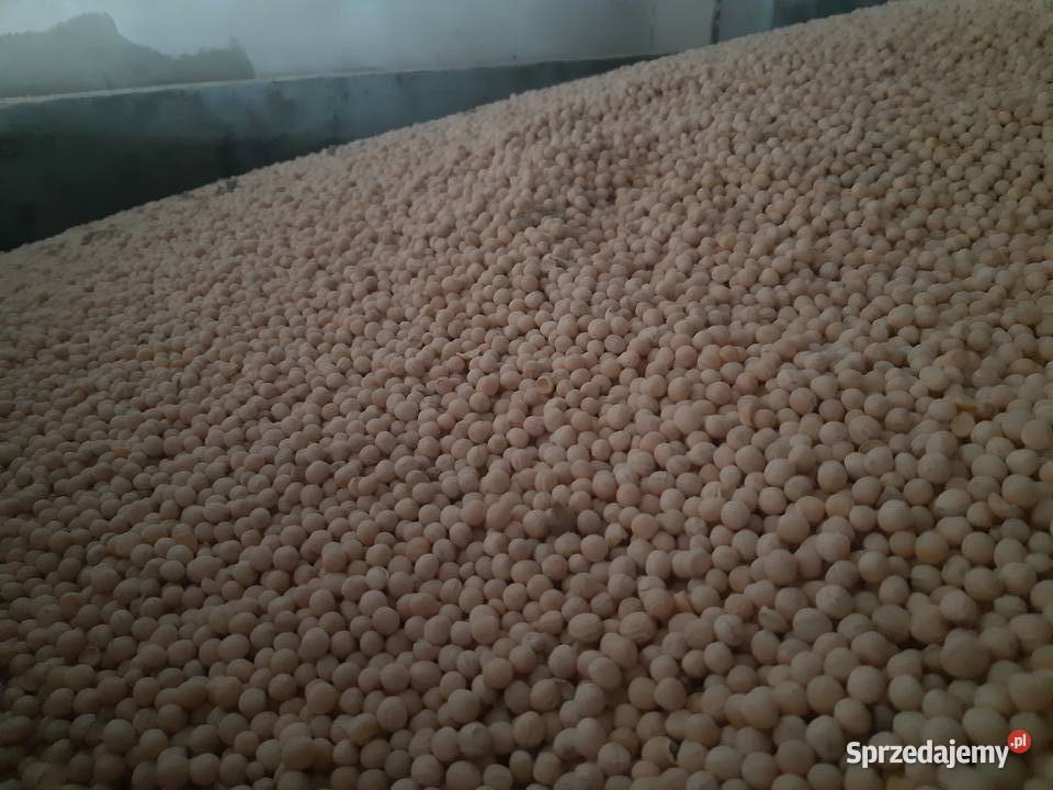 Groch siewny Ostinato