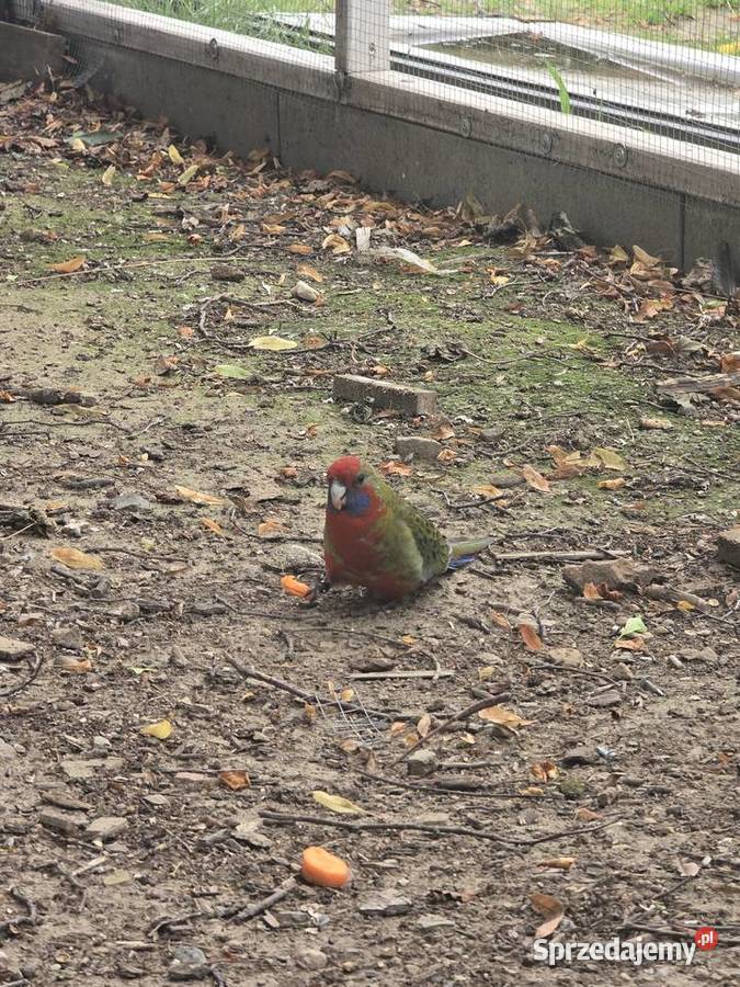 Likwidacja hodowli aleksandretty rozzele Głubczyce