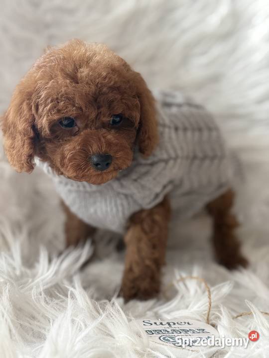 Pudel Toy red Polanka Wielka sprzedam