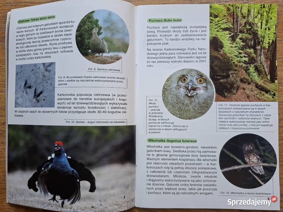 Torfowiska Karkonoszy Natura 2000 w Karkonoskim Kraków