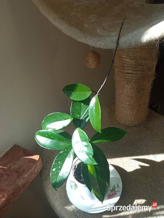 Kwiaty domowe Zielone Białystok sprzedam