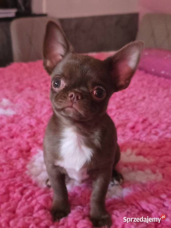 Chihuahua Czekoladowy Dexter Bielsko-Biała