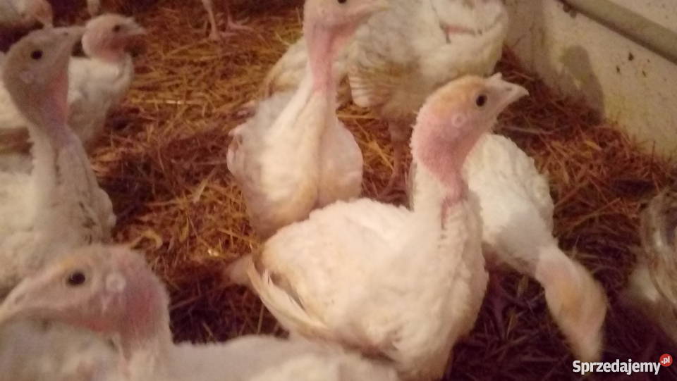 Indyki rasy mięsnej big 6 sprzedam