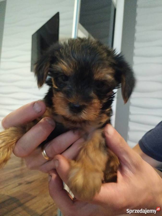Sprzedam malutkiego yorka shire terrier Konin