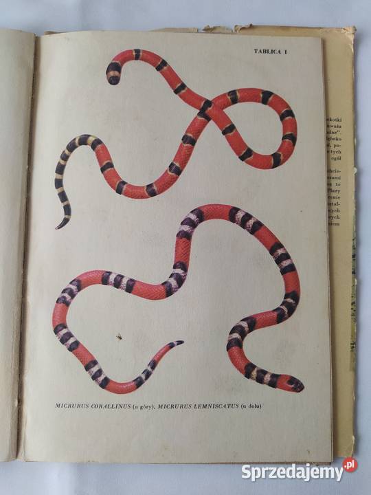 ATLAS Gady jadowite Wacław Jaroniewski