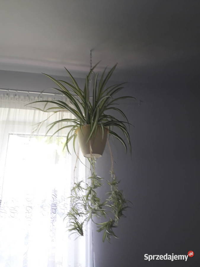 Zielistka piękna kwiat domowy Rośliny sprzedam