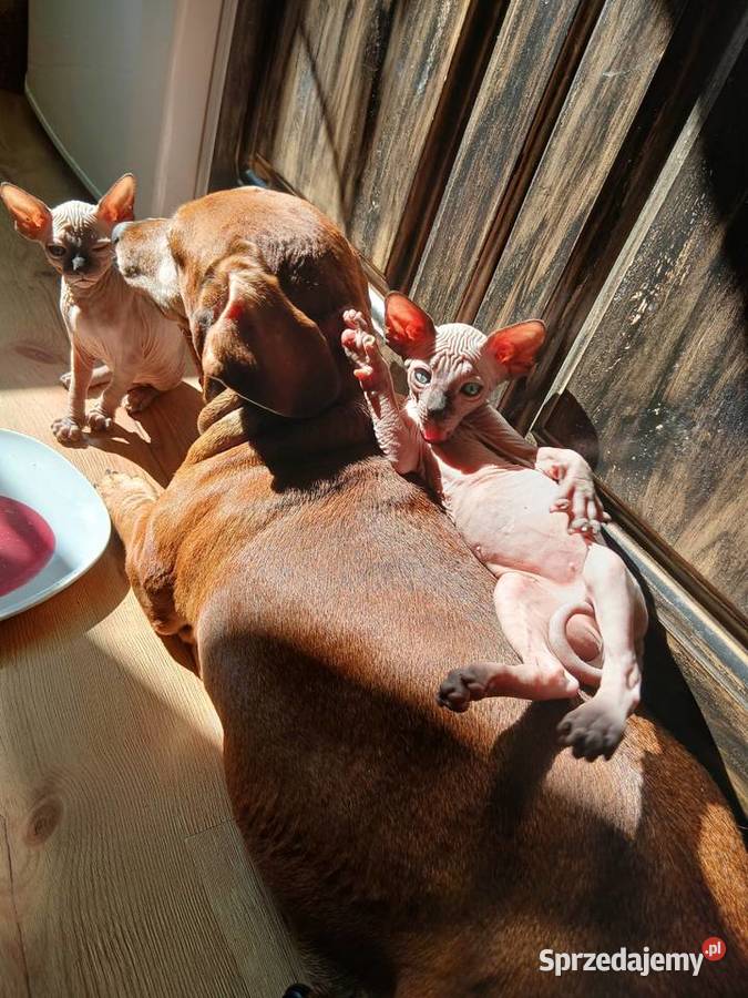 Kocięta rasy Sfinks Kanadyjski Brzeg