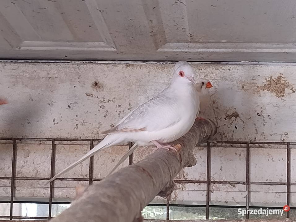 Gołąbki diamentowe śląskie